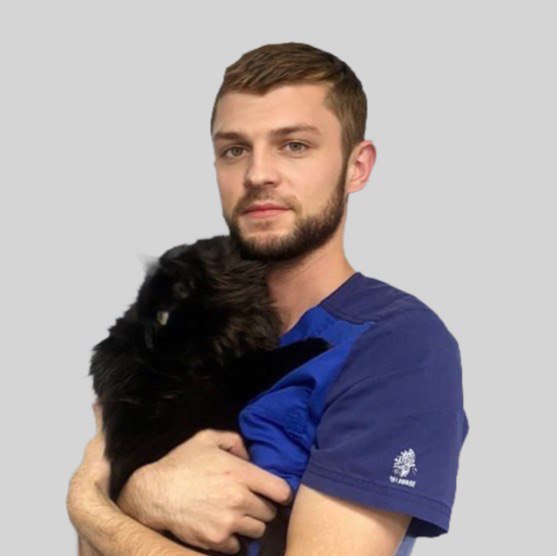 Роды у кошек