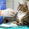 кастрация кота